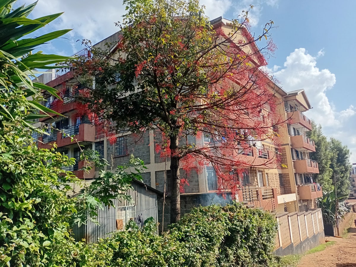 Multi-story residential building with mature flowering tree and vegetation