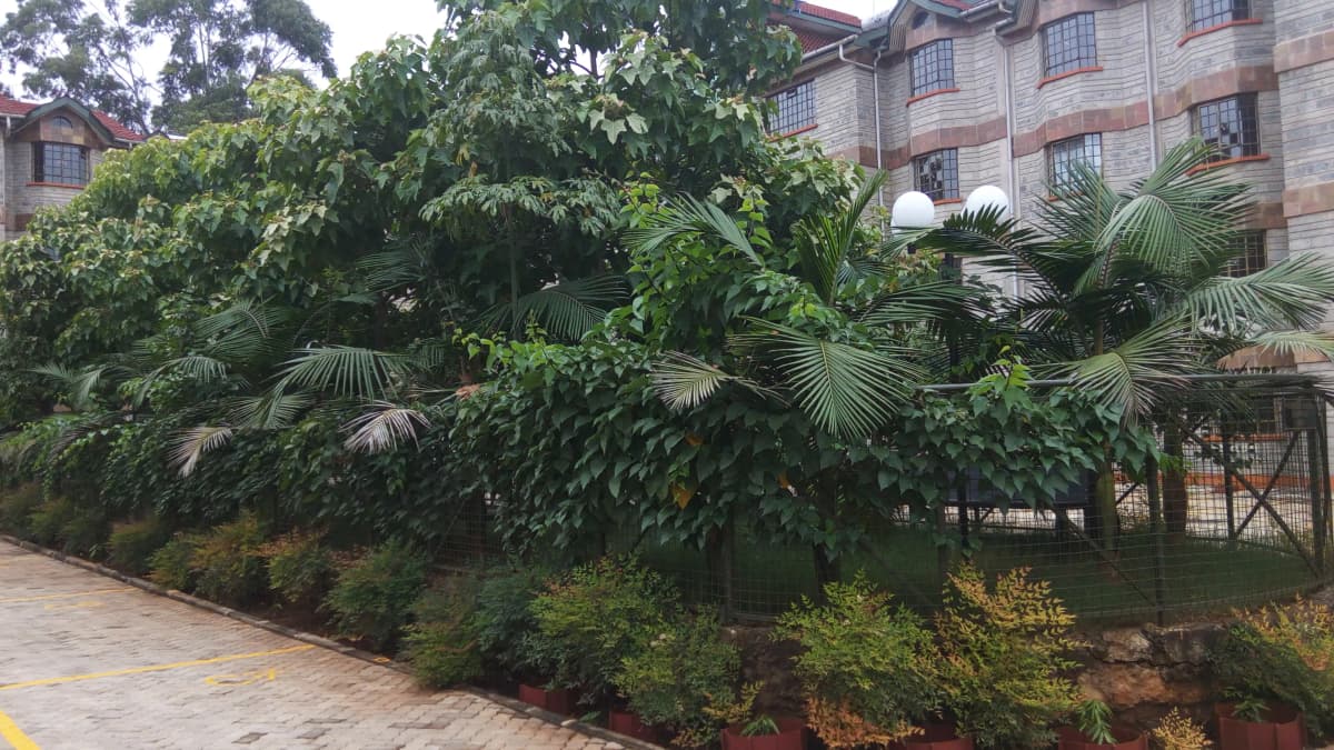 Lush compound garden with mature trees and landscaping